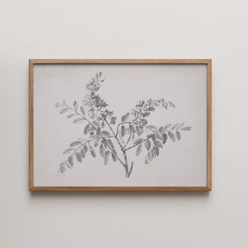 Black and white botanical illustration of a branch with leaves, framed in a wooden frame.